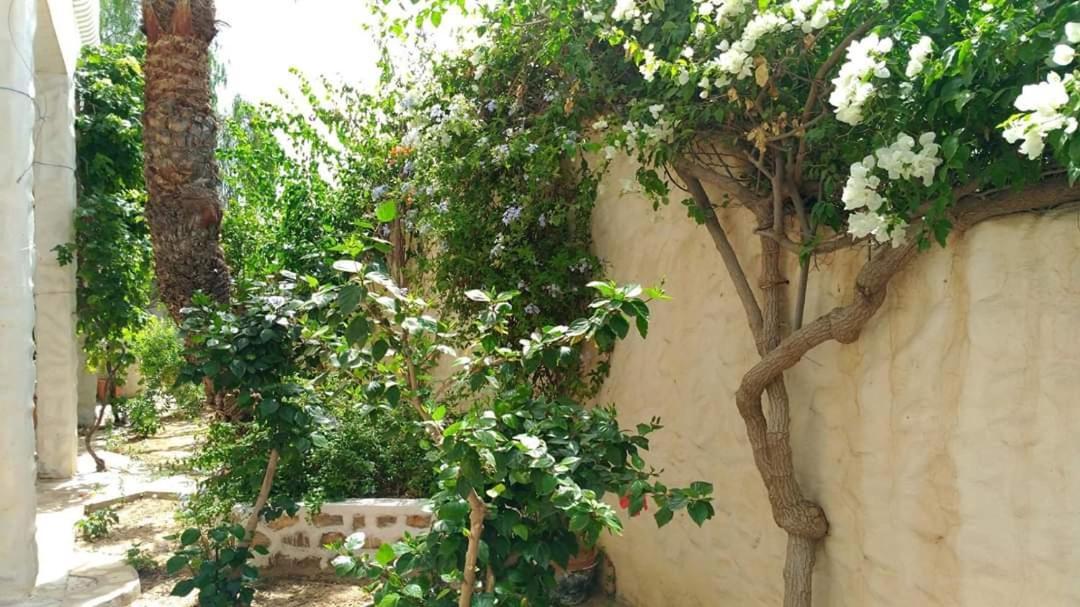 Les Jasmins De Sidi Slim Aghir
